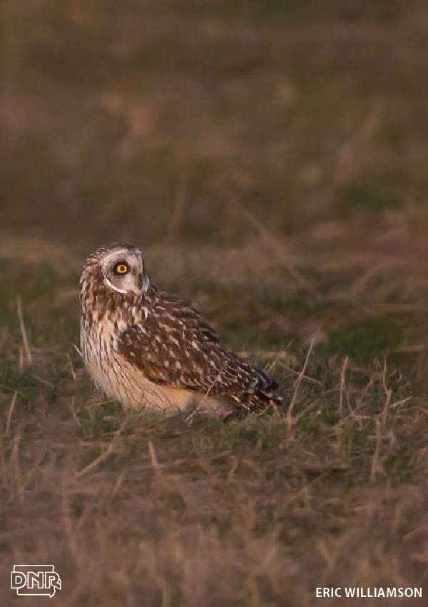 How to identify a short-eared owl and other Iowa owls | Iowa DNR